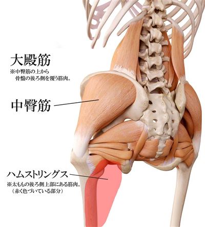 恥骨 出 てる